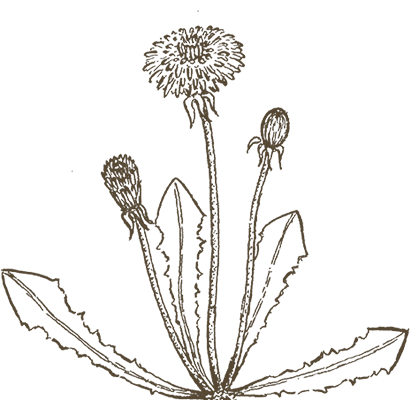 Wilde Welt Strichzeichnung Giersch