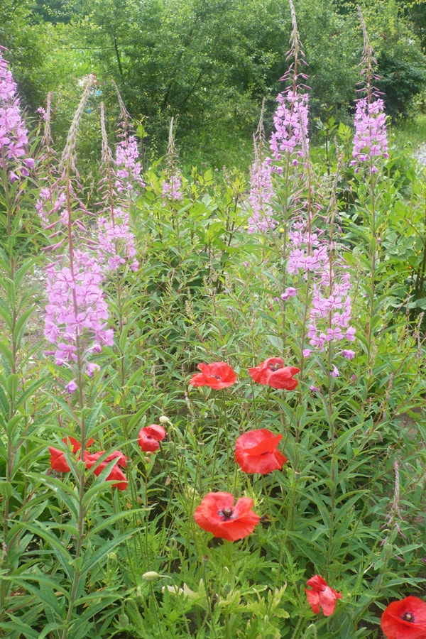 wilde_welt_info_gross